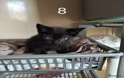 Mixed Breed cats for sale: Kitten for sale(20£) - Image 7
