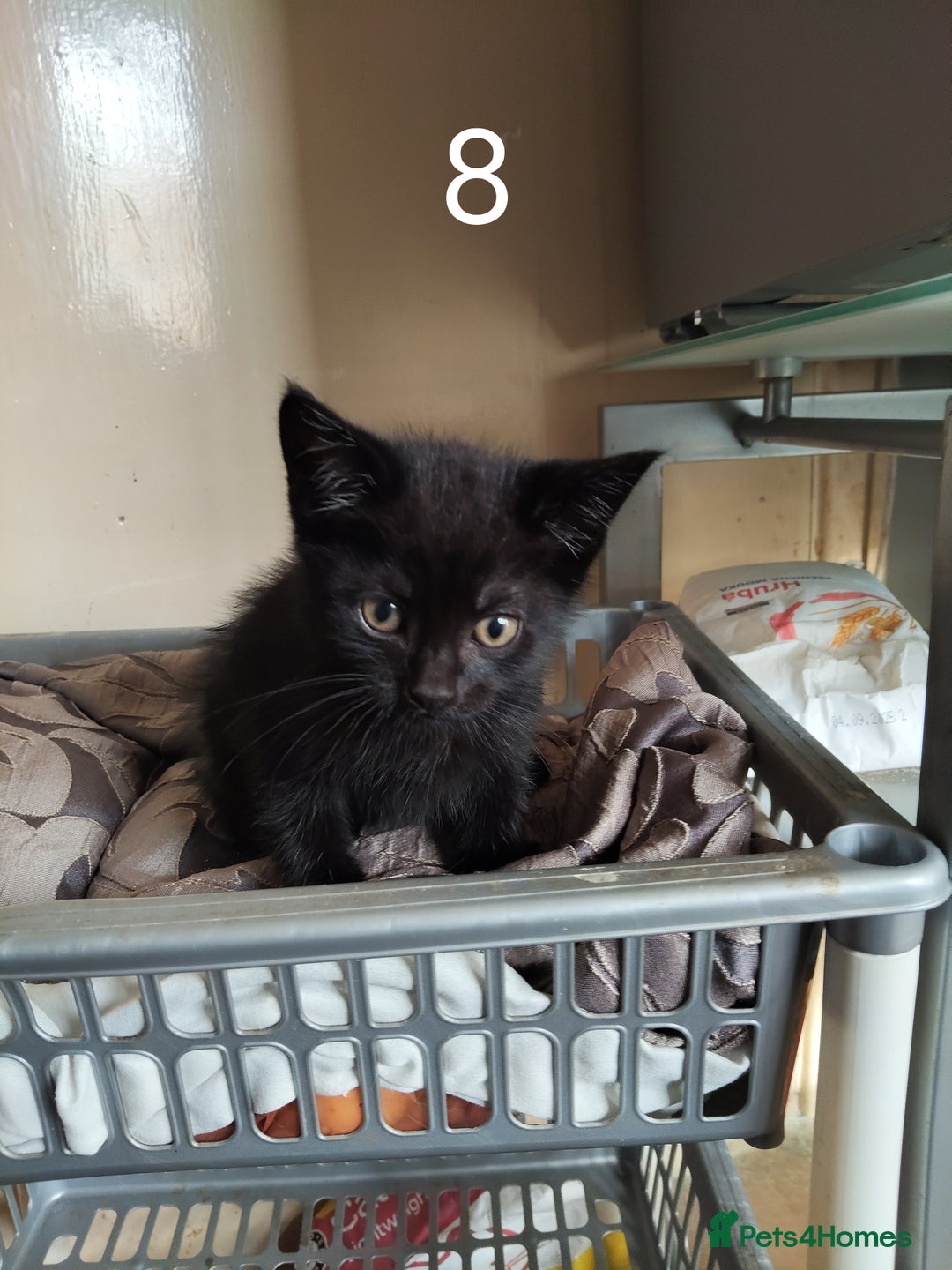 Mixed Breed cats for sale: Kitten for sale(20£) - Image 7