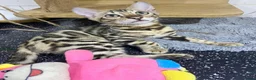 Bengal cats for sale: 🔥✨Pedigree TICA-Registered Bengals - Advert 24
