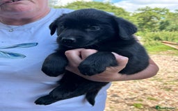 Mixed Breed dogs for sale: Malamute x black Labrador - Image 1