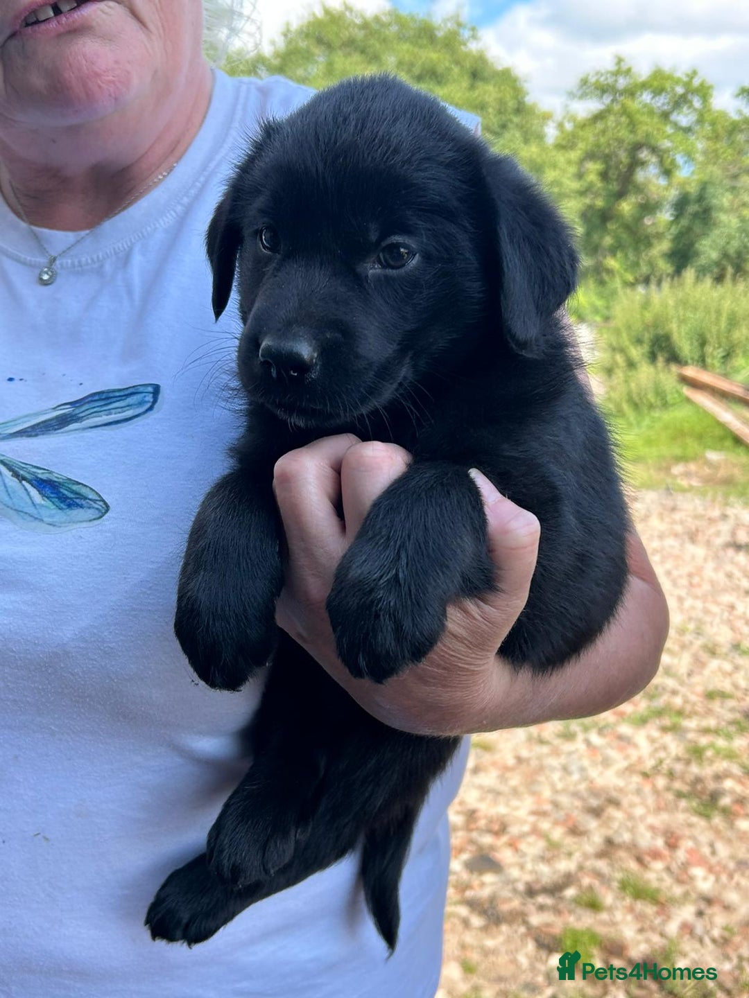 Mixed Breed dogs for sale: Malamute x black Labrador - Image 1