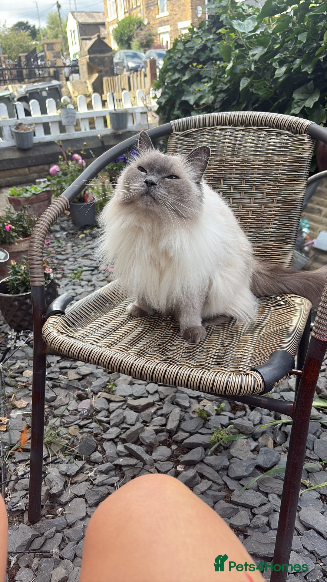 Ragdoll cats for sale: Two loving beautiful rag dolls  - Advert 9