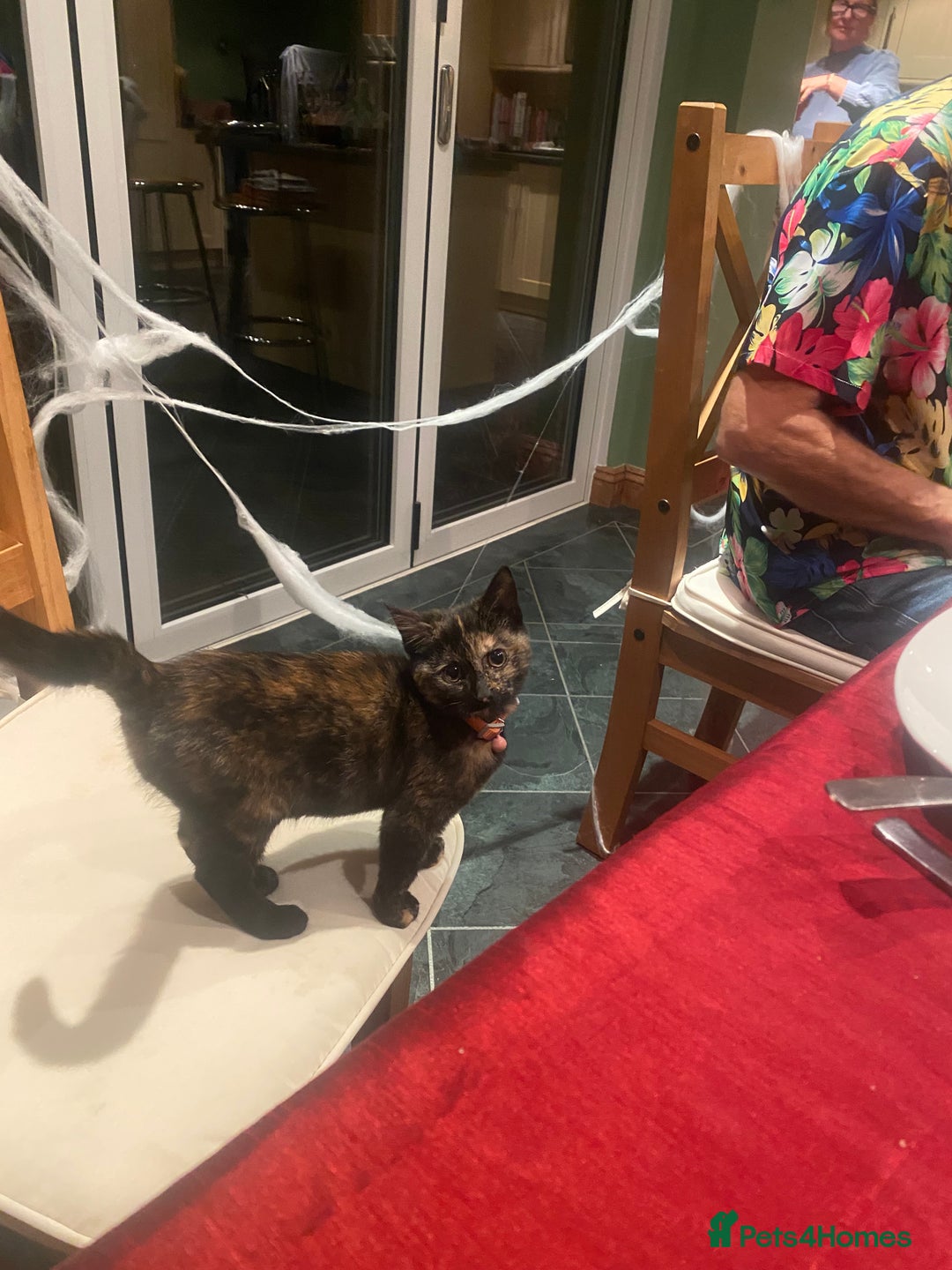 Domestic Shorthair cats for sale: Tortoise shell young cat  - Image 3
