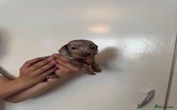 Miniature Dachshund dogs for sale: Miniature dachshund - Image 10