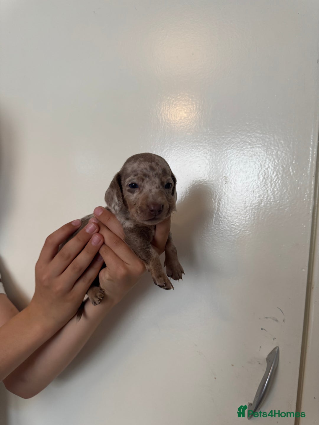 Miniature Dachshund dogs for sale: Miniature dachshund - Image 10