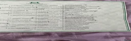 Miniature Dachshund dogs for stud: Miniature dachshund stud 18 champions in pedigree - Advert 7