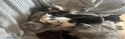 British Shorthair cats for sale: Rescue Kittnes - Advert 9