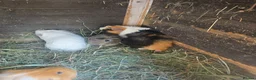 Guinea Pig rodents for sale: Male Guinea pigs - Advert 11