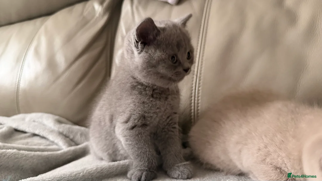 British Shorthair cats for sale: British Short hair and Scotish Fold - Advert 2