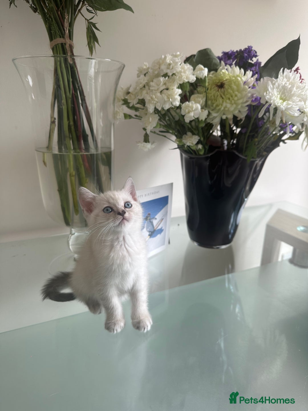 Scottish Fold cats for sale: Adorable playful scottish fold kittens  - Image 13
