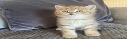 British Shorthair cats for sale: TICA reg black golden kittens  - Advert 12
