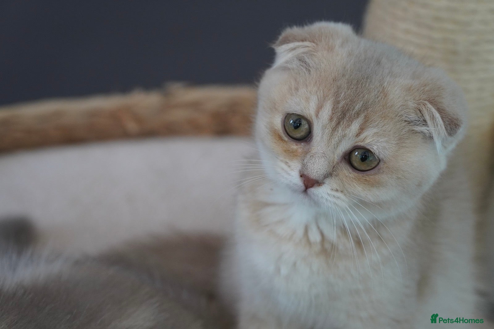 Scottish Fold cats 🌸beautiful long hair and short haired kittens🌸 - Advert 1