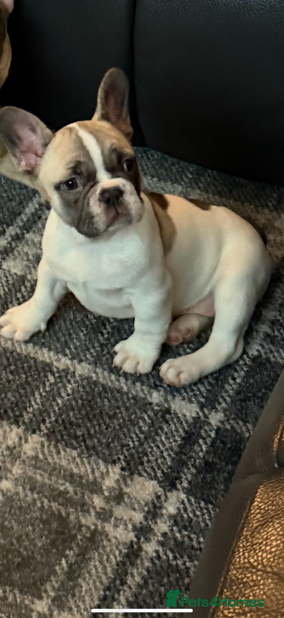 French Bulldog dogs for sale: 9 month old French bulldog female for sale  - Image 2