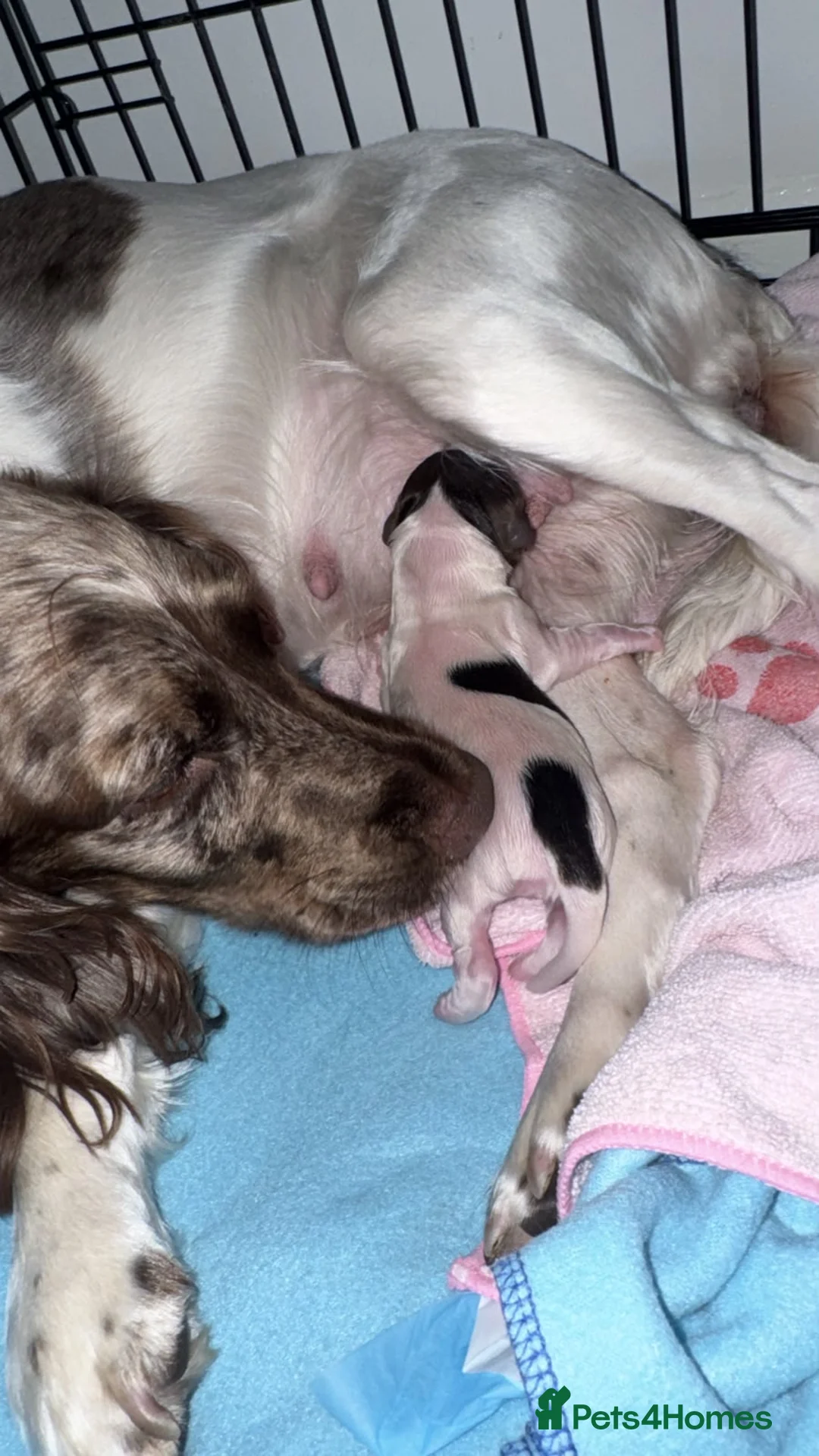 English Springer Spaniel dogs for sale: 5 springer spaniel pups  - Advert 23