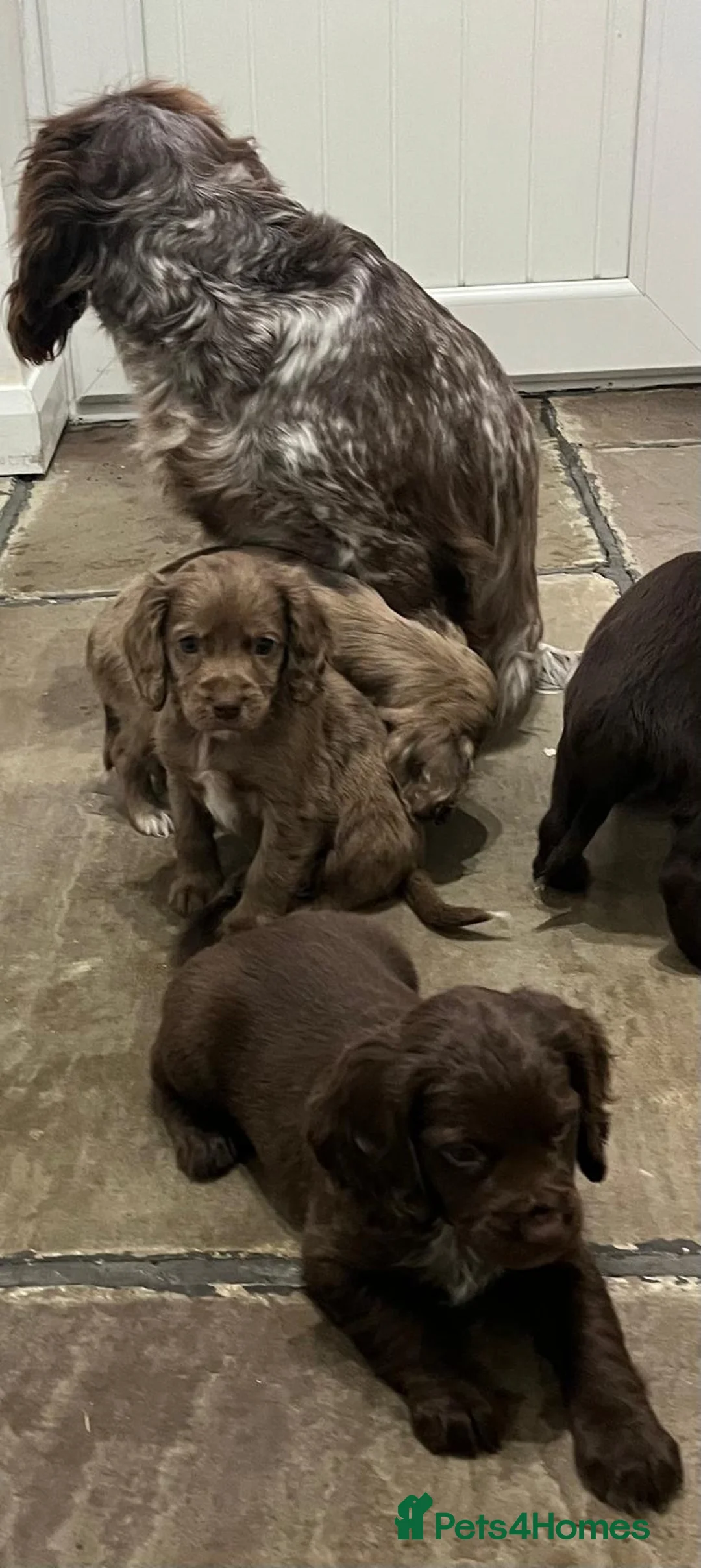 Cocker Spaniel dogs for sale: Cocker spaniels - Advert 3