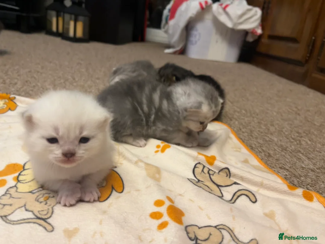 British Shorthair cats for sale: A beautiful kittens British shorthair  - Advert 24