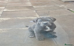Cane Corso dogs for sale: Beautiful cane corso for sale! - Image 3