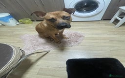 Mixed Breed dogs for sale: Jimmy Very loving staffy - Image 4