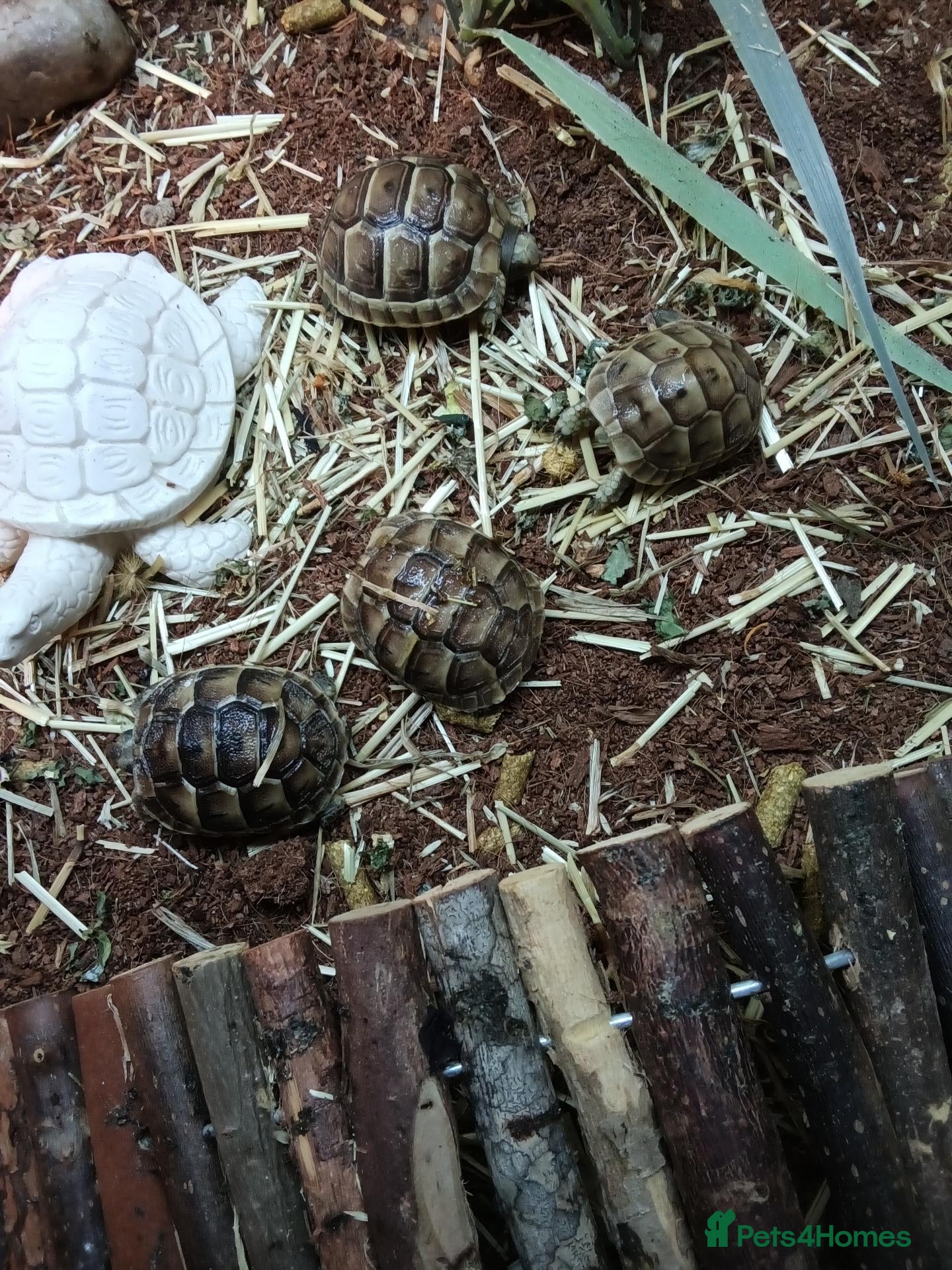 Tortoise reptiles Med spur thigh tortoises  - Advert 18