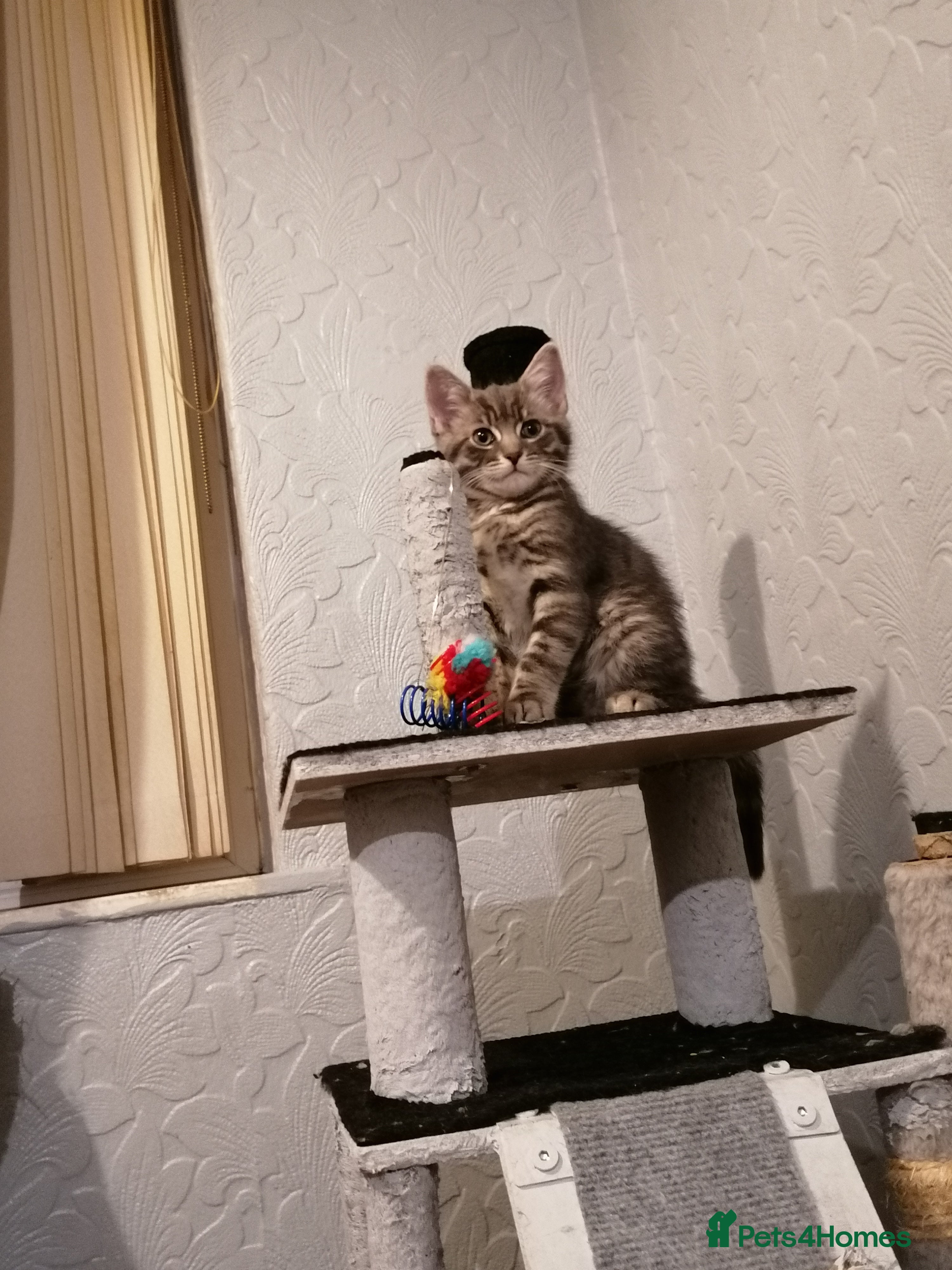 Domestic Shorthair cats Adorable Tabby - Advert 1