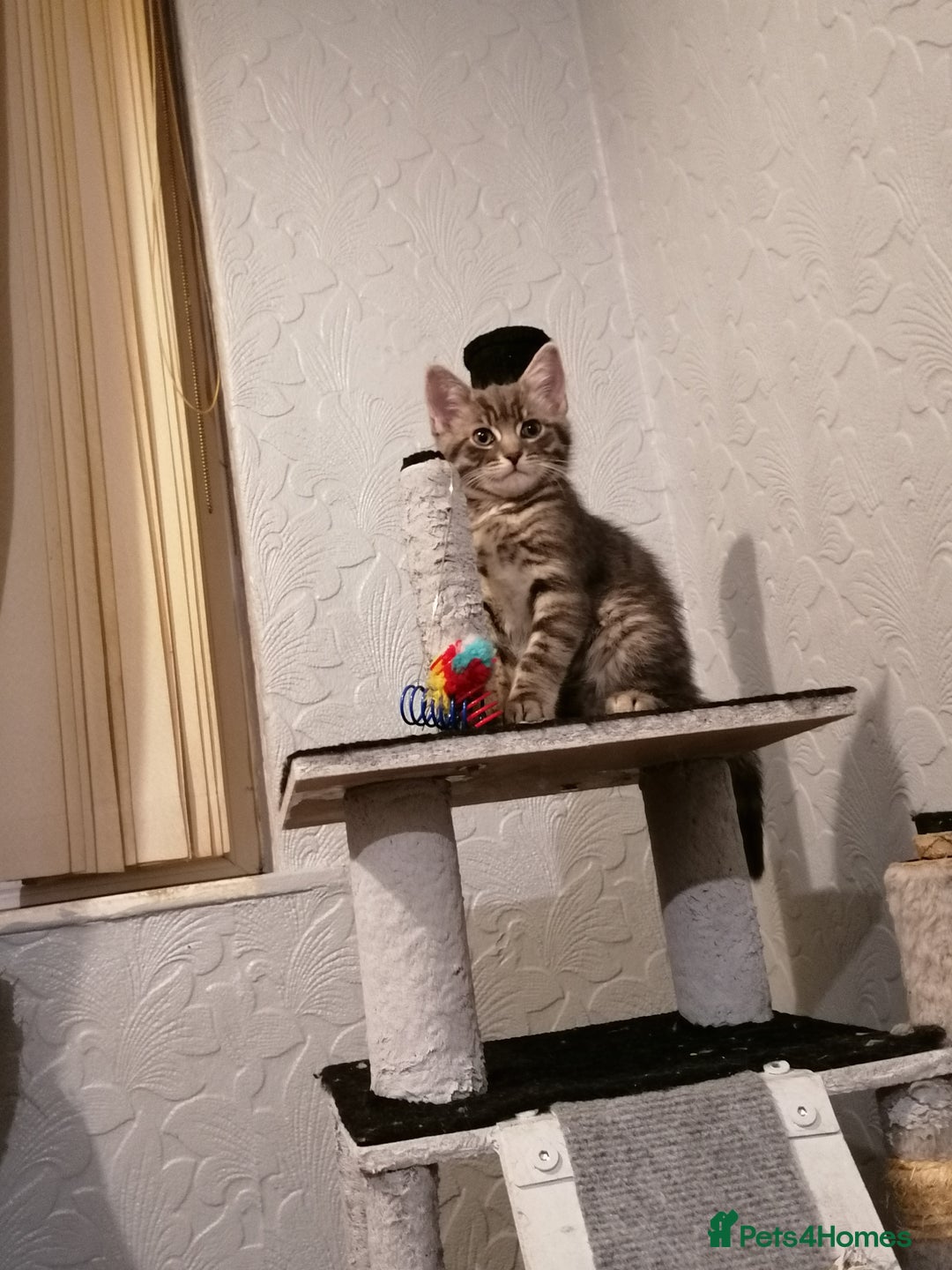 Domestic Shorthair cats for sale: Adorable Tabby - Advert 1