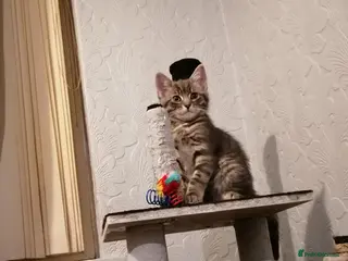 Domestic Shorthair cats Adorable Tabby - Advert 3