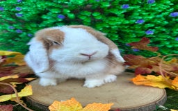 Mini Lop rabbits for sale: Beautiful mini lop adults (proven)  - Advert 5