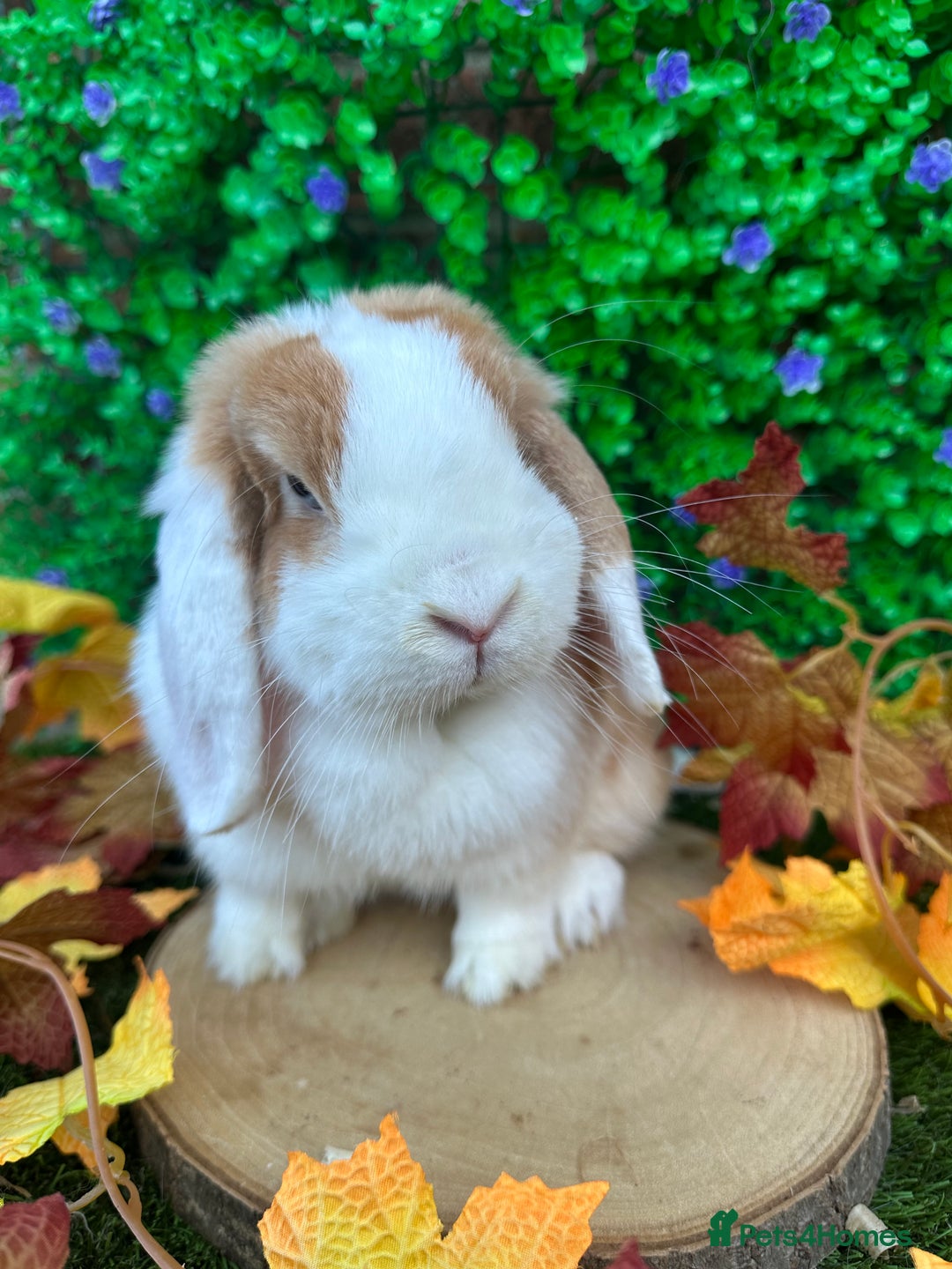 Mini Lop rabbits for sale: Beautiful mini lop adults (proven)  - Advert 5
