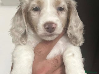 Miniature Dachshund dogs Beautiful Long-Haired Miniature Dachshund Puppies! - Advert 7