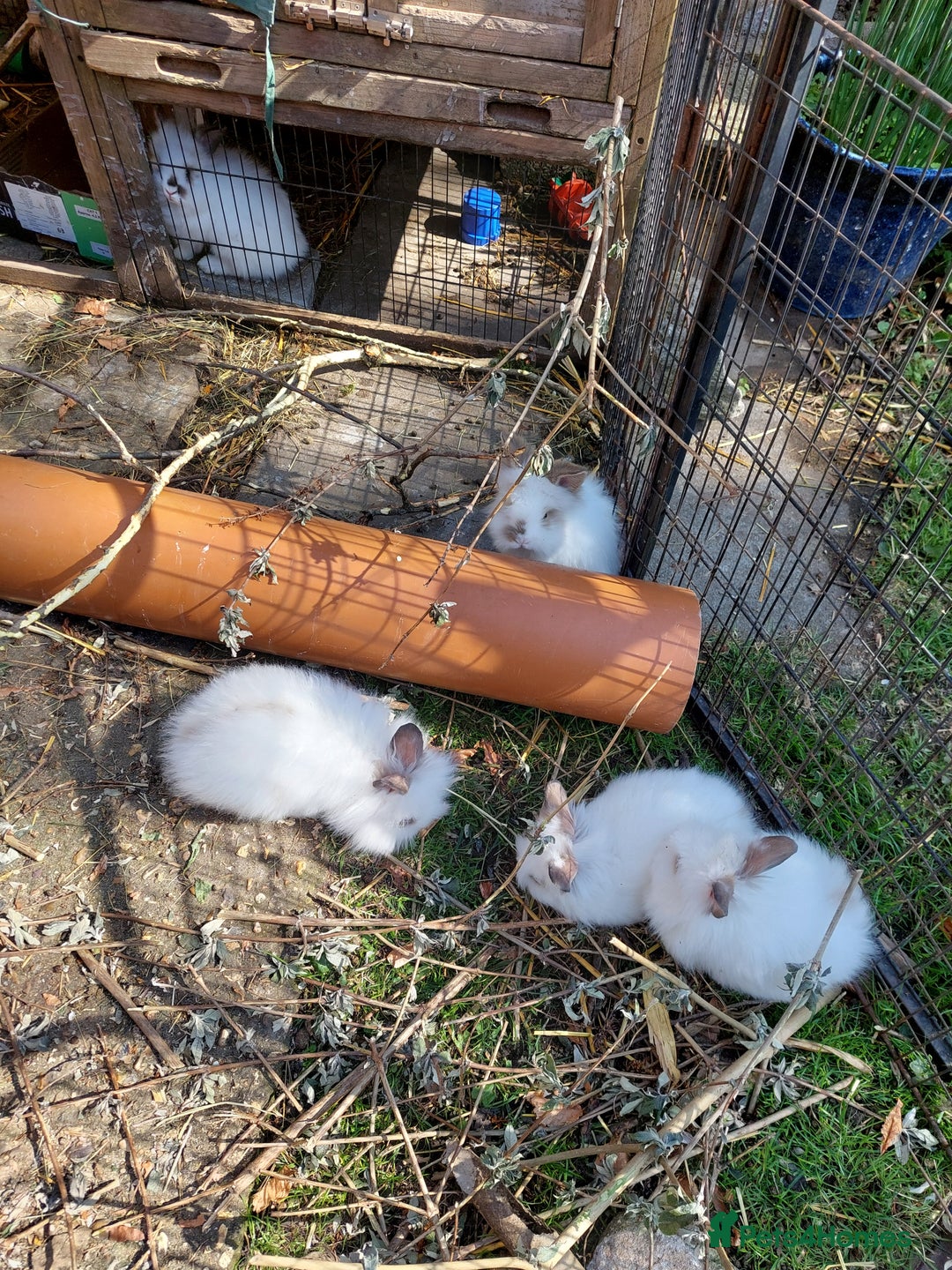 Mixed Breed rabbits for sale: All Female Gorgeous Lionhead/Lop/English rabbits. in Pewsey - Image 10