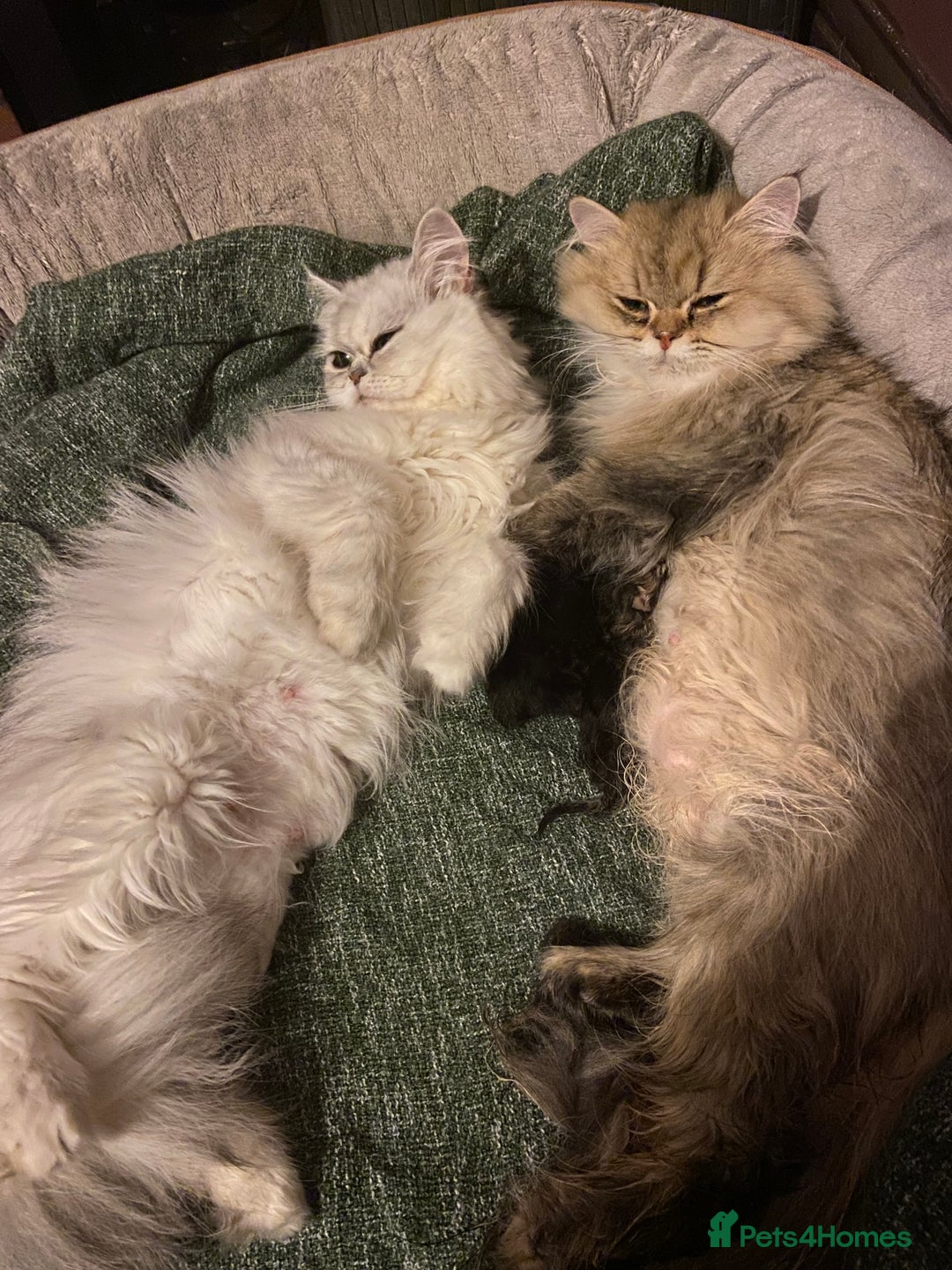 Persian cats for sale: TICA reg golden chinchilla Persian female  - Image 4