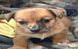 Jack Russell dogs for sale: Beautiful Mini Jack Russell Puppies  - Image 26