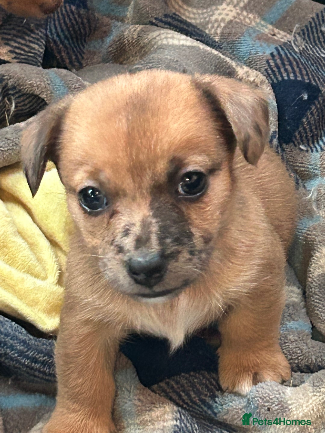 Jack Russell dogs for sale: Beautiful Mini Jack Russell Puppies  - Image 26