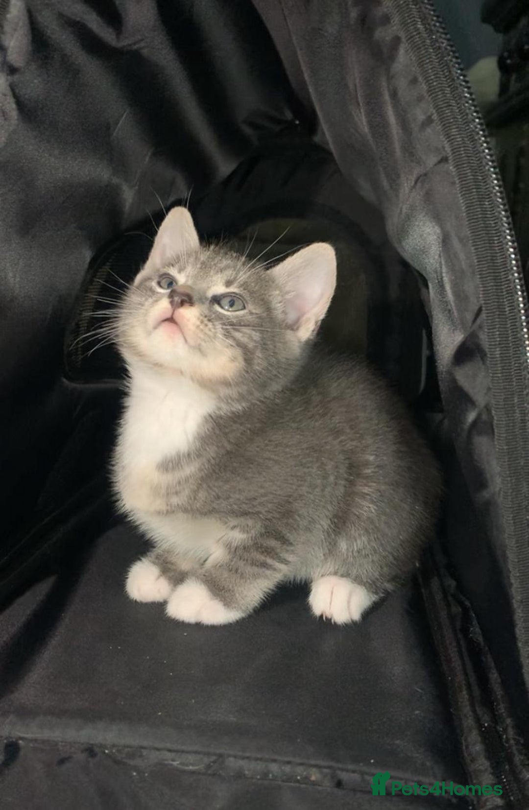 British Shorthair cats for sale: British short hair kitten  - Advert 8