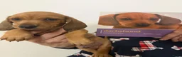 Dachshund dogs for sale: HIGH QUALITY MINIATURE DACHSHUND PUPPIES - Advert 23