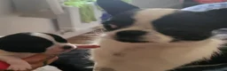 Chihuahua dogs for sale: Beautiful unique chihuahuas  - Advert 7