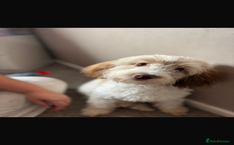 Cockapoo dogs - Advert 10