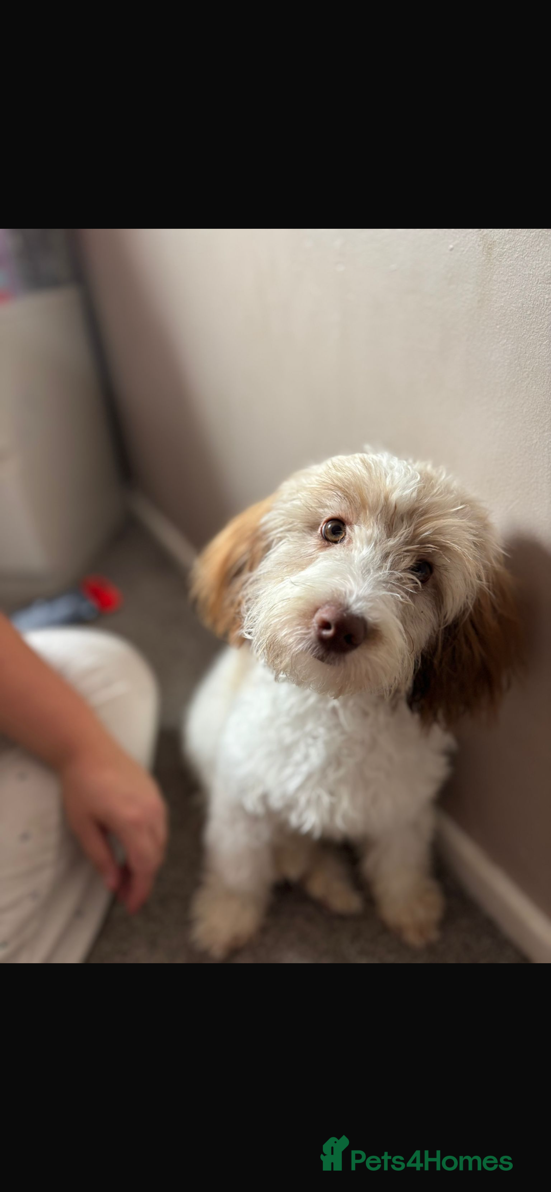 Cockapoo dogs for sale: Coco  - Image 1