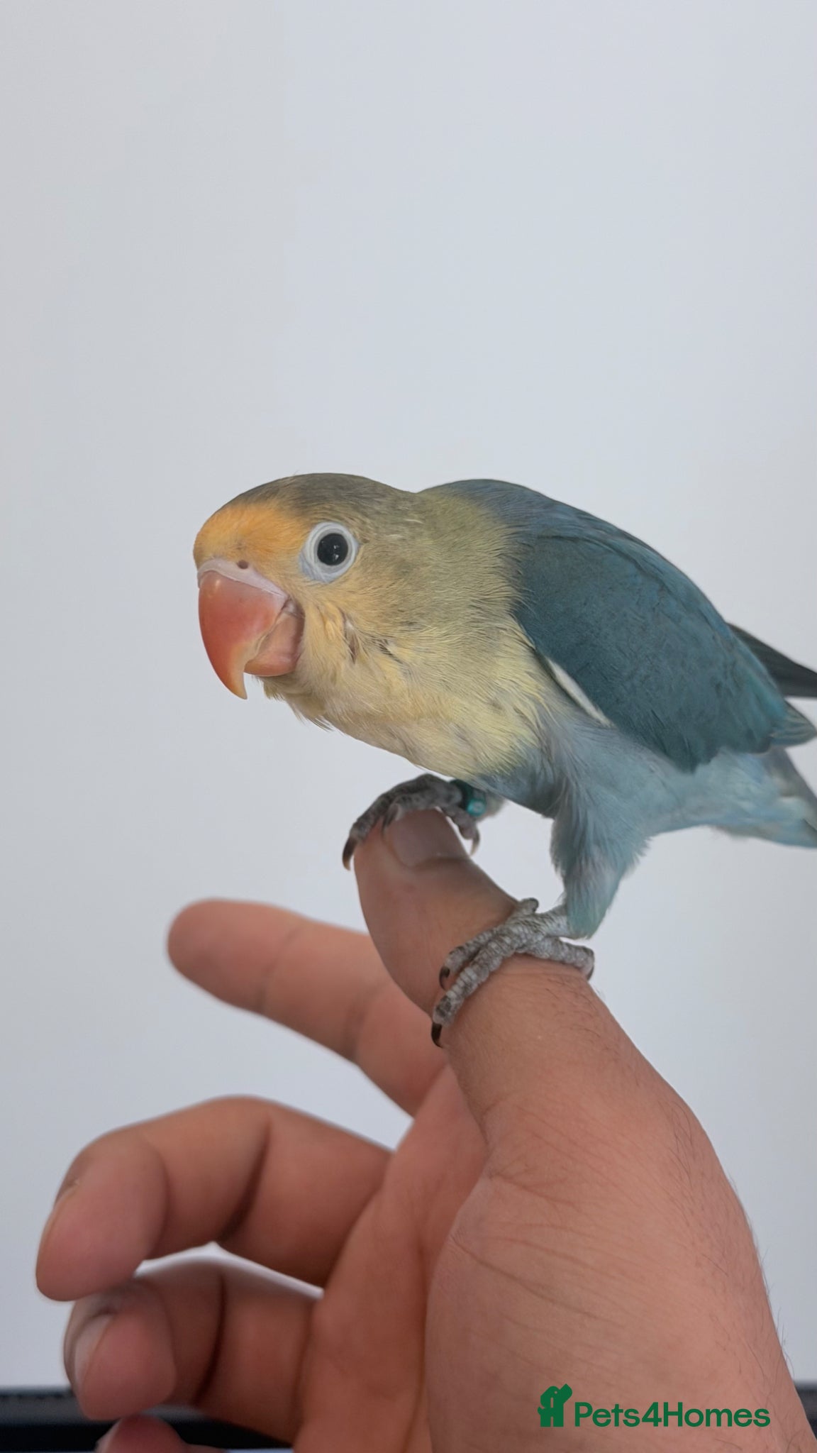 Lovebirds birds for sale: Silly tame 10 weeks young baby lovebird - Advert 5