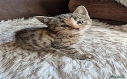 Mixed Breed cats for sale: 4 Beautiful kittens ready for loving home  ♥️ - Image 13
