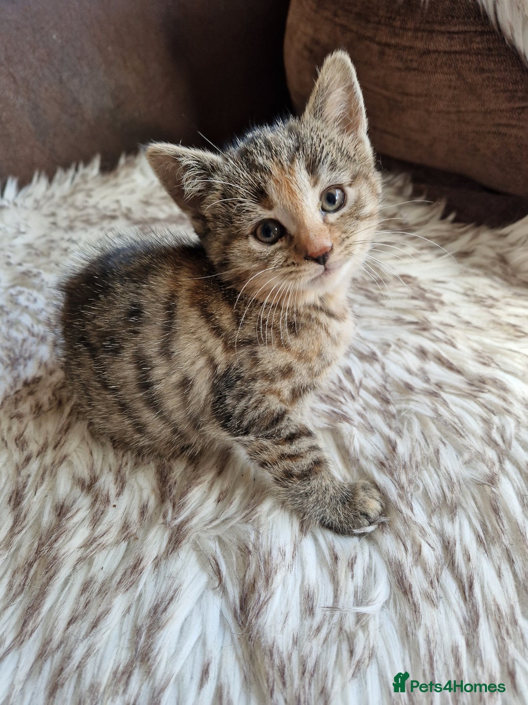Mixed Breed cats for sale: 4 Beautiful kittens ready for loving home  ♥️ - Image 13