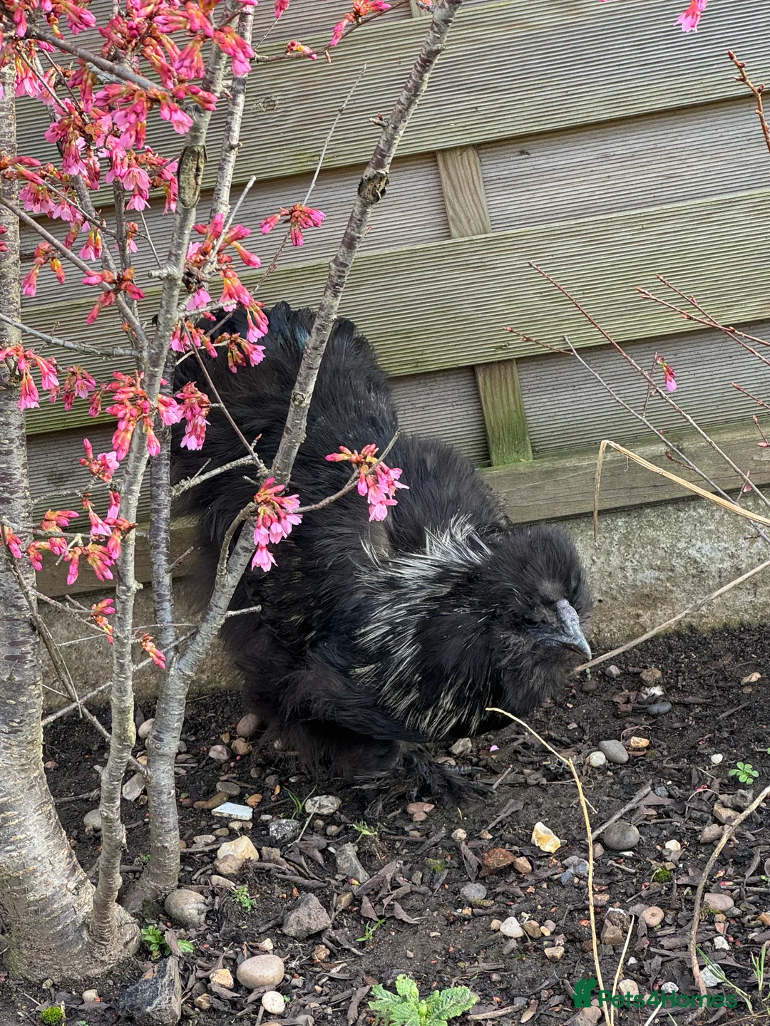 Chickens poultry for sale: Black silkie cockeral - Advert 5