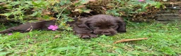 Cocker Spaniel dogs for sale: Chocolate cockerspaniel puppies for sales - Advert 6