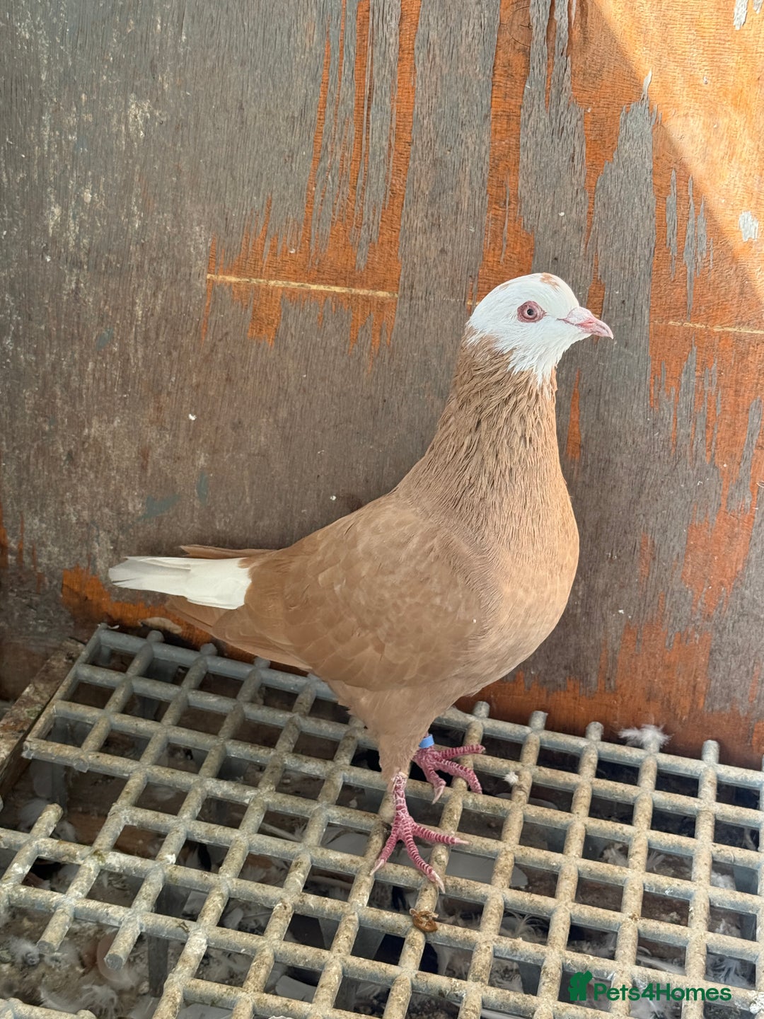 Pigeons birds for sale: Pigeons - Image 14