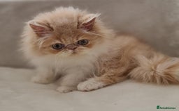 Persian cats for sale: Persian Kittens Looking For New Home - Image 2