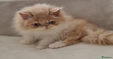 Persian cats - Advert 15