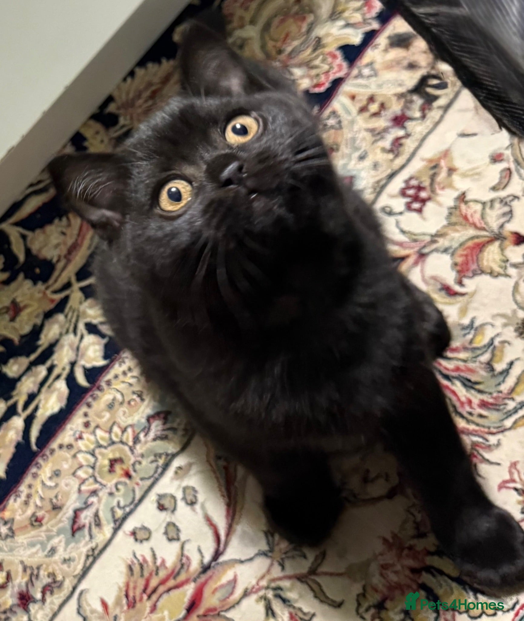 British Shorthair cats Adorable kitty  - Advert 2