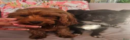 Cavapoo dogs for sale: Licensed breeder,dna clear red tiny cavapoo pups  - Advert 26