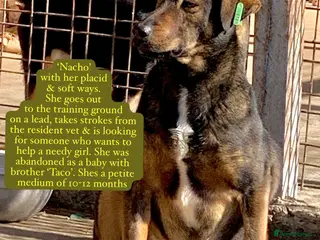 Mixed Breed dogs Nacho, 10-12 months old. Available for adoption. - Advert 1