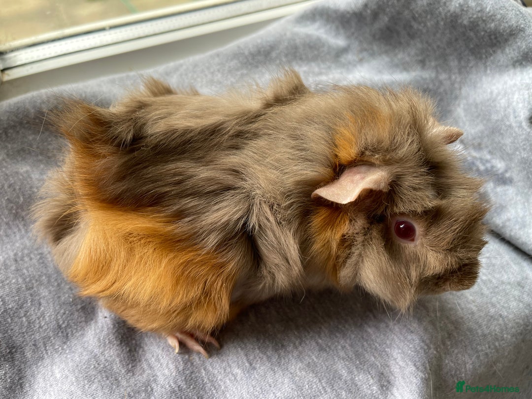 Guinea Pig rodents for sale: Baby Guinea Pigs for sale  - Image 20